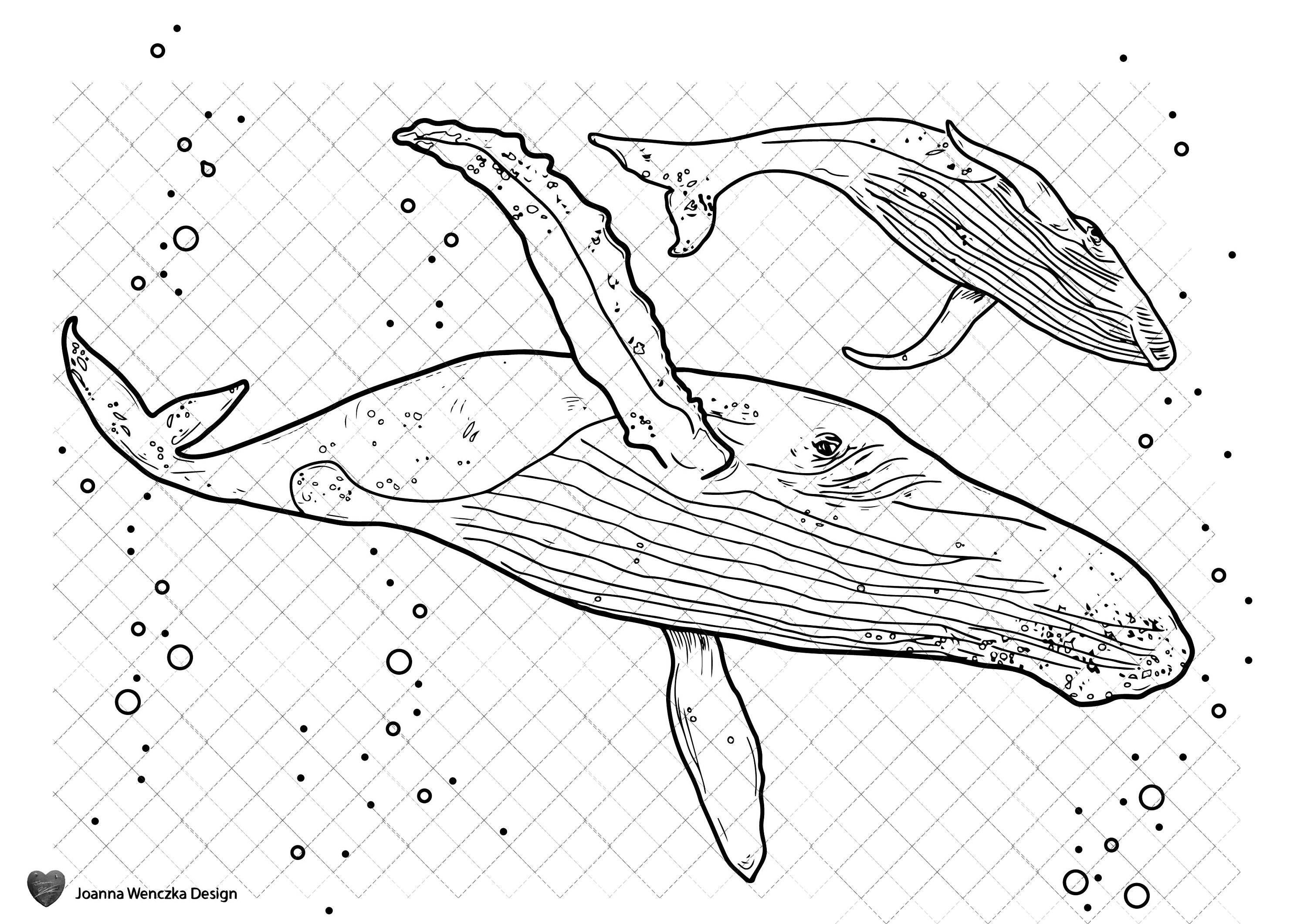 Humpback Whale Coloring Page