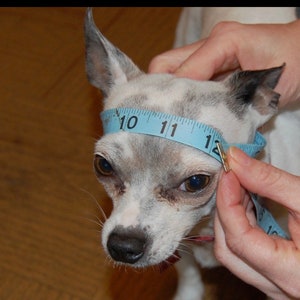 Puede incluir: Un peque&ntilde;o chihuahua blanco y gris con una cinta m&eacute;trica azul alrededor de su cabeza. La cinta lee "10", "11" y "12".