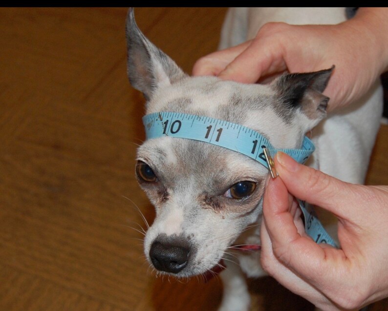 Puede incluir: Un peque&ntilde;o chihuahua blanco y gris con una cinta m&eacute;trica azul alrededor de su cabeza. La cinta lee "10", "11" y "12".