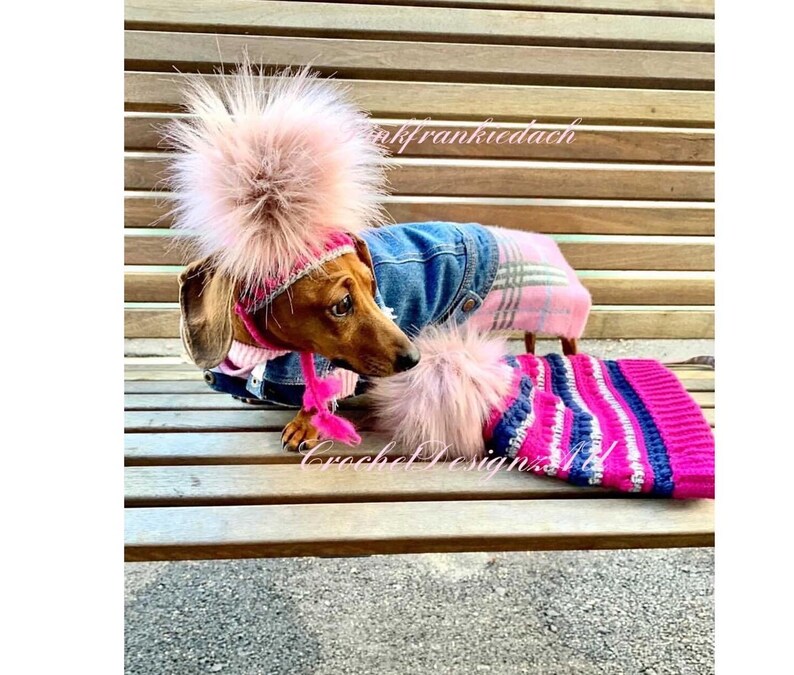 Puede incluir: Un dachshund con un gorro de rayas rosa y azul con un gran pomp&oacute;n rosa, una chaqueta de cuadros rosa y blanca y una chaqueta vaquera. El perro est&aacute; sentado en un banco de madera.