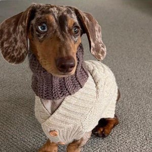 Hunde Snood,Dackel, Sausage Dog, Weiner, Doxie, Teckel, Dackel, Snood, Hundemütze, Pet Fashion, Pet Couture, Beanie, Wolle