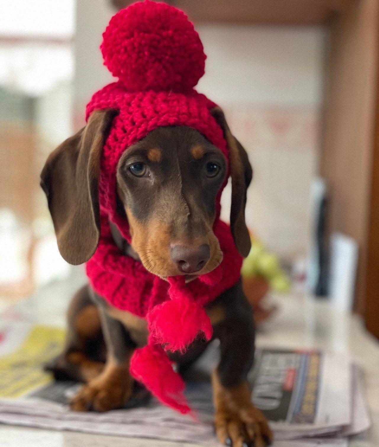Dog Beanies, Crochet, Sausage Dog, Dachshund, Weiner Dog  display picture 1