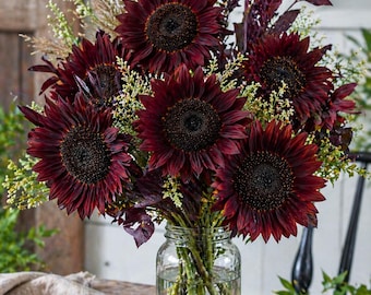 Chocolate Cherry Sunflower Seeds – Deep Red Heirloom Tall Cut Flower Garden