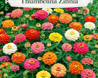 THUMBELINA DWARF Zinnia elegans Seeds Heirloom Non GMO Compact Colorful Mix