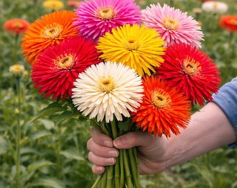 Giant Cactus Zinnia Seeds Mix Heirloom Non GMO Cut Flower