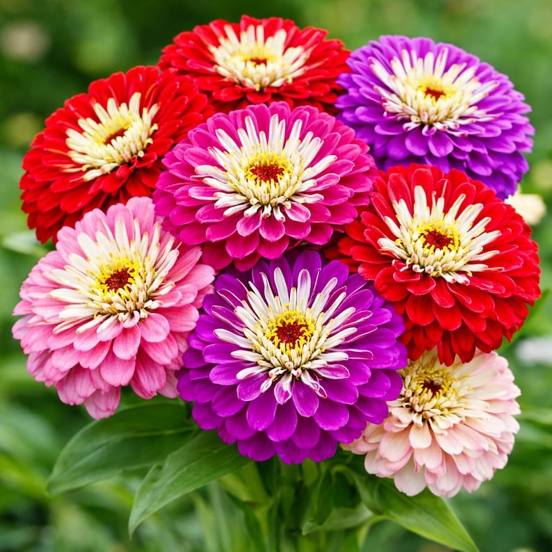 May include: A vibrant bouquet of zinnias in full bloom. The flowers display a range of colors, including red, pink, purple, and peach, with yellow centers. Green leaves provide a backdrop for the colorful blossoms, creating a visually appealing floral arrangement.