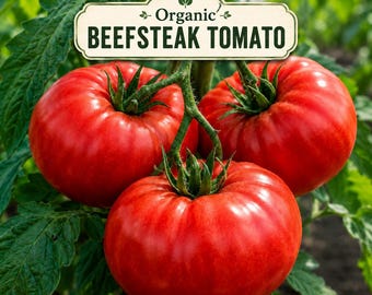 Organic Beefsteak Tomato Seeds Heirloom Non GMO Large Red Slicing Tomato