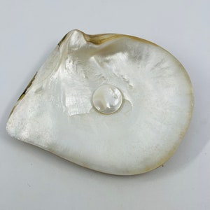 Puede incluir: Concha de ostra blanca nacarada con una perla redonda en el centro. La concha tiene una superficie lisa e iridiscente con bordes sutiles marrones y dorados, sobre un fondo blanco. Un artículo decorativo natural y elegante.