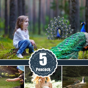 5 peacock peafowl bird Photo Overlays, Photography Overlay, animal, wedding children kids photo session, photoshop overlay, png file