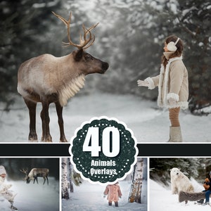 40 Forest wild winter Animals Photo Overlays, Deer, Reindeer, Bear, Owl, Penguin, Photoshop Overlay, Digital Backdrop, png