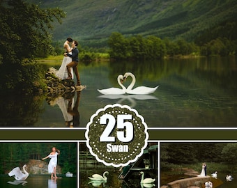 25 swan pelican stork water bird Photo Overlays, Photography Overlay, animal, photo session, photoshop overlays, png file