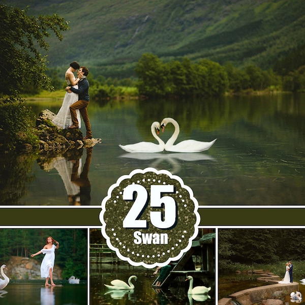 25 swan pelican stork water bird Photo Overlays, Photography Overlay, animal, photo session, photoshop overlays, png file