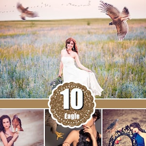10 eagle falcon realistic bird Photo Overlays, Photography Overlay, animal, photo session, photoshop overlay, png file