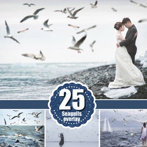 25 Seagull photo overlays, Seagull Photoshop overlay, summer photo overlays, birds, animal, sea birds, realistic birds overlays, png