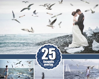 25 Zeemeeuw foto overlays, Seagull Photoshop overlay, zomer foto overlays, vogels, dier, zeevogels, realistische vogels overlays, png