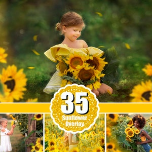 35 Sunflower photo overlays, flower summer spring overlay, photoshop mix, art frame, Painted Sunflower sunflower field digital overlay, png