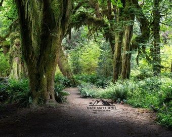 A Stroll Through the Rainforest - Olympic National Park | Landscape Photography
