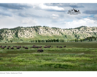 American Bison - Grand Teton National Park | Landscape Photography