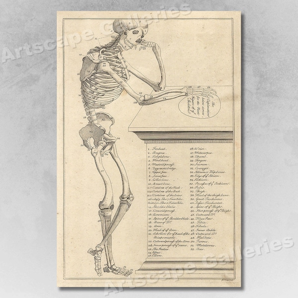 Unusual 1750s Skeleton Illustration Vintage Style Anatomy Poster