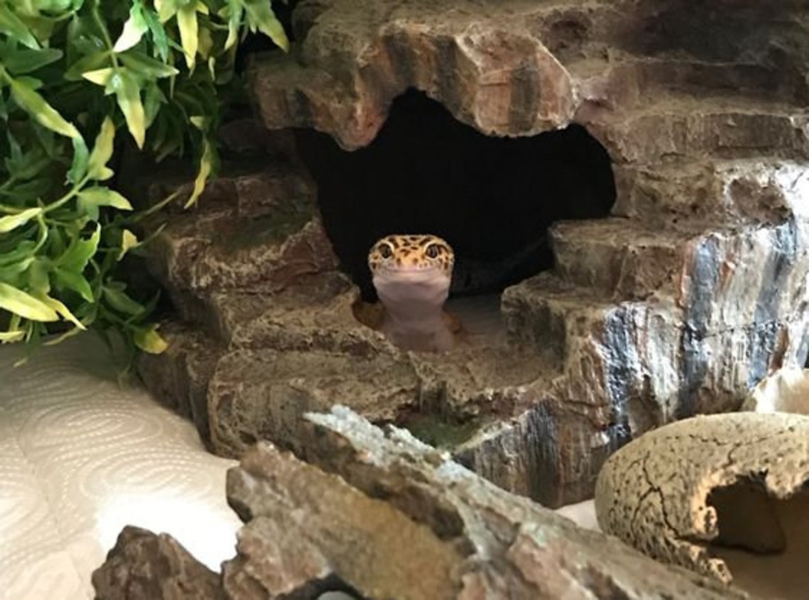 Custom Reptile Hides and Tank Builds Etsy