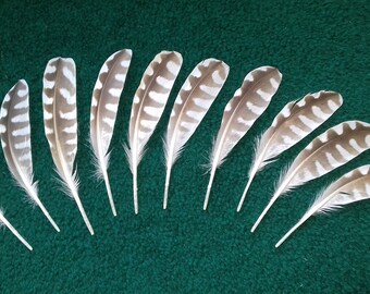 alula feather