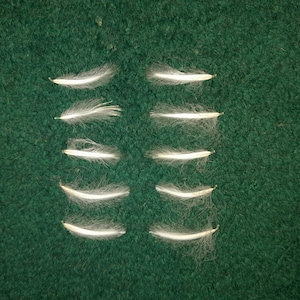 Naturally molt feathers, cruelty free.