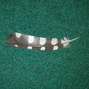 Naturally molt feather. Cruelty free.