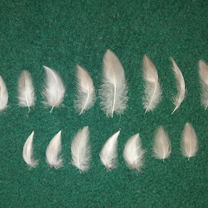 Naturally molt feathers, cruelty free.