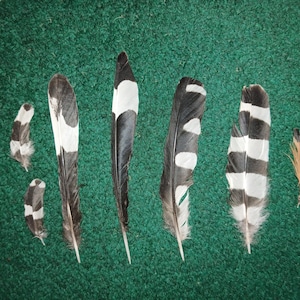 Peut inclure: Une collection de six plumes d'oiseaux disposées en rangée. Quatre plumes présentent des motifs distincts rayés ou tachetés noirs et blancs, tandis que deux plumes plus petites sont principalement blanches avec des marques noires et une est brune.