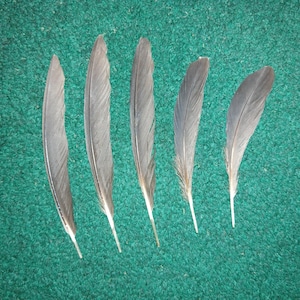 May include: Five individual grey feathers arranged in a vertical row. Each feather features a slender, tapered shape with a central quill and soft, fine barbs extending outward. The feathers exhibit varying shades of dark and light grey tones.