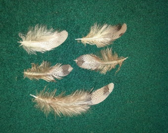 Naturally molt feathers, cruelty free.