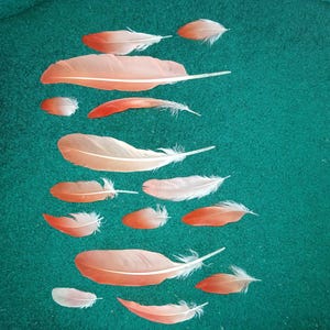 Könnte beinhalten: Eine Sammlung von fünfzehn einzelnen Federn, die in einem verstreuten Muster angeordnet sind. Jede Feder zeigt einen Farbverlauf von leuchtendem Orange und sanften Pfirsichtönen mit einem weißen Kiel und feinen Härchen an den Rändern.