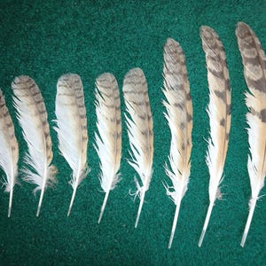 Peut inclure: Une collection de sept plumes d'oiseau disposées en rangée par taille. Chaque plume présente un motif distinct de rayures horizontales brunes et noires sur un fond beige clair, avec des barbes duveteuses blanches à la base du rachis.