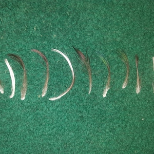 Naturally molt feathers, cruelty free.