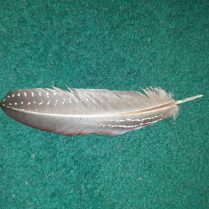 Naturally molt feather. Cruelty free.