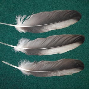 Naturally molt feathers, cruelty free.