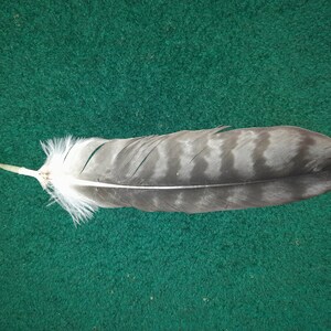 1/8 Lb. Natural Silver Pheasant Body Plumage Wholesale Feathers (Bulk)  Halloween