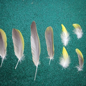 Peut inclure: Une collection de huit plumes d'oiseau disposées en groupe. Les plumes varient en taille et en forme, présentant une palette de couleurs composée de gris, de blanc et de jaune vif. Certaines plumes sont longues et effilées, d'autres plus petites.