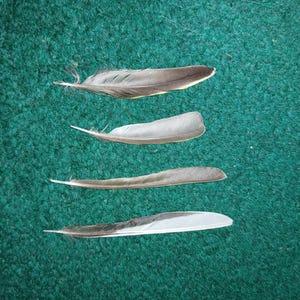 Peut inclure: Quatre plumes d'oiseau individuelles disposées horizontalement en colonne verticale. Chaque plume présente une forme effilée avec une tige centrale, affichant un dégradé de couleurs allant du gris anthracite foncé au gris argenté et blanc.