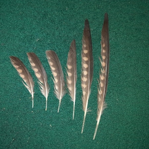 Naturally molt feathers, cruelty free.
