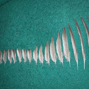 May include: A collection of nineteen grey feathers arranged in a horizontal row, starting from the smallest on the left and gradually increasing in length and width towards the right, displaying natural variations in shape and texture.