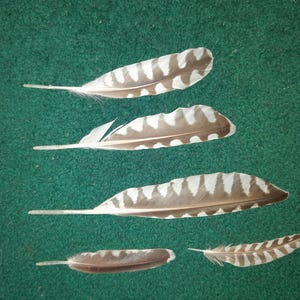 Naturally molt feathers. Cruelty free.