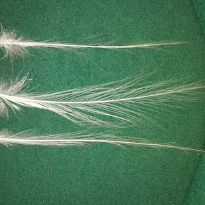 Naturally molt feathers, cruelty free.