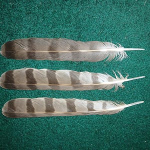 Peut inclure: Trois plumes d'oiseau allongées disposées horizontalement, chacune présentant un motif distinct de bandes horizontales alternées brun foncé et gris clair le long du rachis, avec des barbes douces et fines visibles à la base de chaque plume.