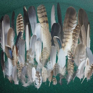Pode incluir: Uma coleção de penas de aves sortidas em vários formatos e tamanhos, apresentando uma paleta de cores diversificada de branco, cinza, marrom, preto e bege. As penas exibem padrões únicos, incluindo cores sólidas, listras e manchas.