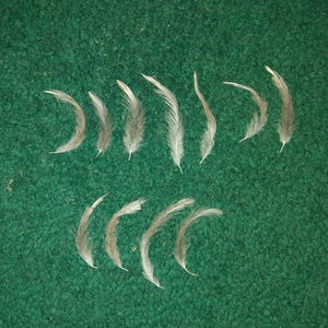 Naturally molt feathers, cruelty free.