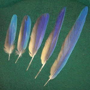 May include: Five individual bird feathers arranged in a row, each featuring a vibrant blue colour on one side and a muted greyish-brown tone on the other. The feathers vary in length and width, displaying a smooth, tapered shape with a central quill.