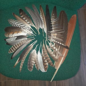 Naturally molt feathers. Cruelty free.