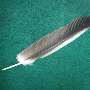 Puede incluir: Una pluma de ave individual con un degradado de colores, que transita desde un gris carbón oscuro en la punta redondeada hacia un gris más claro en la sección media, terminando en una base blanca esponjosa y un cañón pálido y delgado.