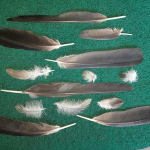 Naturally molt feathers. Cruelty free.